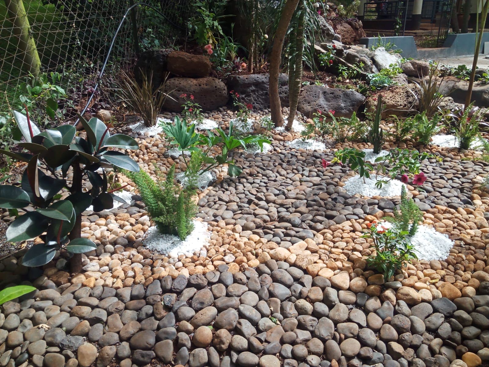 Dragon  Fruit Farming